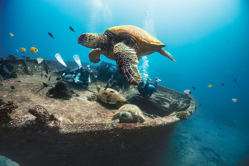 Sea Turtle
